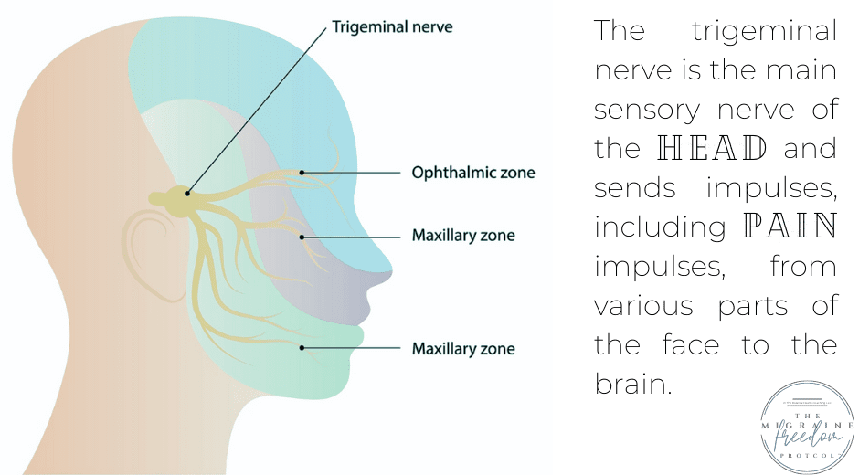 ffmm trigeminal nerve pain image